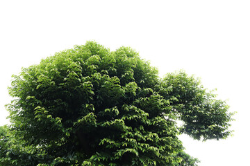Die-cut green leaves and white background
