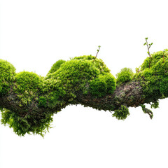 Moss covered tree branch with fresh green growth white background