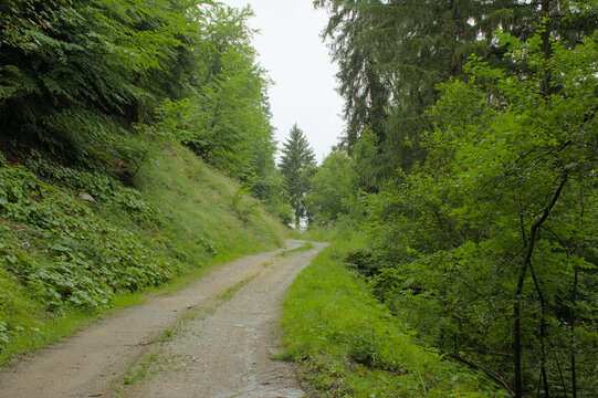 . Road though a green forest in La Vanoise national park, Savoie, France 