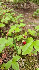 Wild Nordic Forest Strawberries in the finnish woods