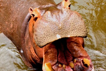 Close up of a hippopotamus mouth wide open showing teeth