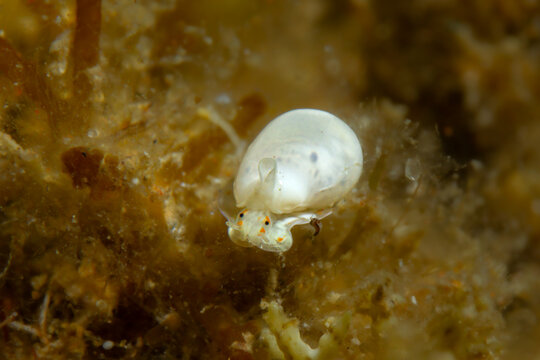 Macro close-up of a small marine mollusk Gibberula miliaria (Marginella snail) with a white shell on a sandy, algae-covered seabed