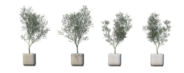 3D render of an olive tree plant with natural green leaves and realistic texture.