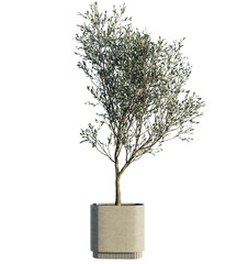 3D render of an olive tree plant with natural green leaves and realistic texture.