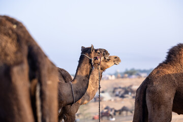 Pushkar fair, Herd of camel at the sand dunes desert ground of pushkar during camel festival.