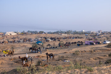 Landscape of pushkar fair ground from top of a mountain with camels, traders and tourists.