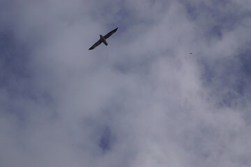 Sailing below the steep and dramatic Vestmanna cliffs in the Atlantic Ocean off the coast of Faroe Islands © ChrisOvergaard