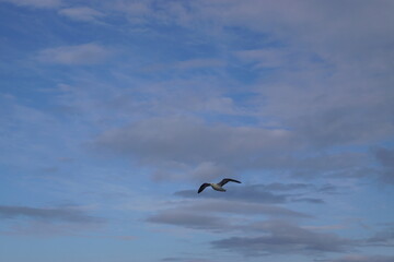 Sailing below the steep and dramatic Vestmanna cliffs in the Atlantic Ocean off the coast of Faroe Islands © ChrisOvergaard