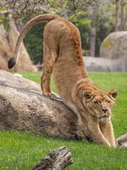 African Lion (Panthera Leo)
