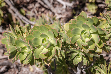 Aeonium Simsii / (Sweet) Stearn