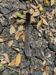 Dried Seed Pod on Forest Floor &mdash; Natural Texture and Decay