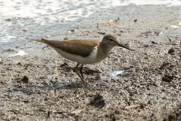 Chevalier guignette,Actitis hypoleucos, Common Sandpiper