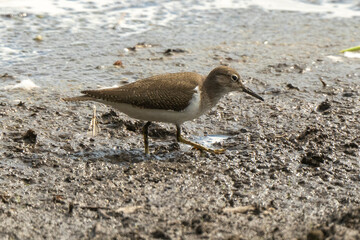 Chevalier guignette,Actitis hypoleucos, Common Sandpiper