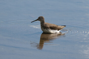 Chevalier guignette,Actitis hypoleucos, Common Sandpiper