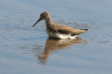 Chevalier guignette,Actitis hypoleucos, Common Sandpiper