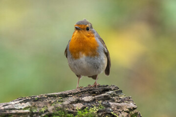 Rougegorge familier,Erithacus rubecula, European Robin