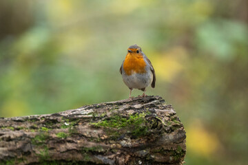 Rougegorge familier,Erithacus rubecula, European Robin