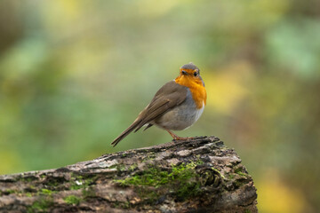 Rougegorge familier,Erithacus rubecula, European Robin
