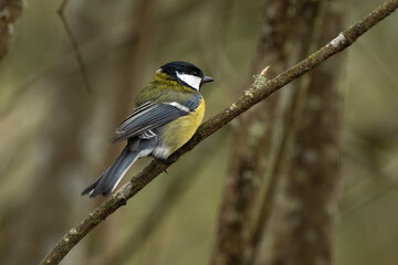 Mésange charbonnière,Parus major, Great Tit,