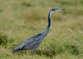 Héron mélanocéphale