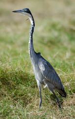 Héron mélanocéphale