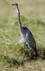 Héron mélanocéphale