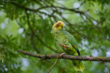 Young Yellow-headed Amazon Parrot sitting on a tree branch, tilting its head with curiosity amid lush green leaves in Stuttgart, Germany