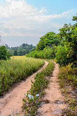 Obraz premium Dirt road is surrounded by wild weeds and trees. Country road in a grass field with a clear blue sky. Sandy path through lush greenery meadow and forest in evening sunset