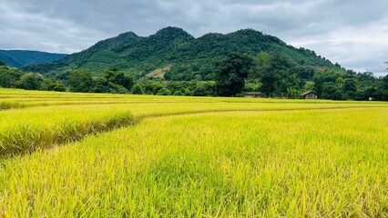 A rice field with mountains and a beautiful sky