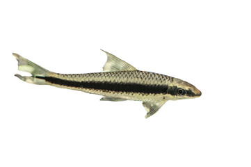 Naklejka premium Aquarium fish catfish Crossocheilus siamensis (SAE) isolated on white background.