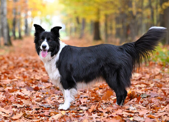Pies rasy Border collie © Hanna
