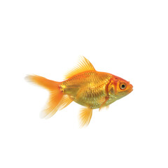 Obraz premium A single vibrant orange goldfish swims in clear water isolated on a black background detailed scales visible fins flowing