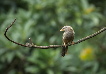 Jungle Babbler (Argya striata)