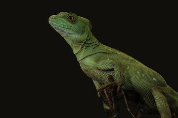 Fototapeta premium Stunning close-up portrait of a Green Basilisk (Basiliscus plumifrons) lizard looking up, isolated on a black background.