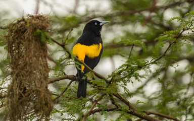 Gelbbürzelkassike,  Gelbrücken-Stirnvogel (Cacicus cela), Arendajo