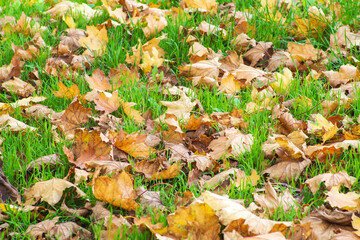 Background of fallen dry leaves on green grass