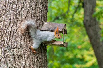 Wild red squirrel in the park