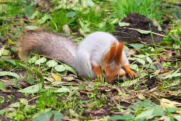 Wild red squirrel in the park