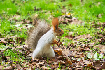Wild red squirrel in the park