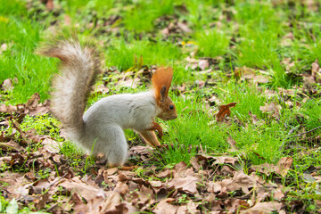 Wild red squirrel in the park