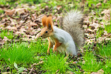 Wild red squirrel in the park