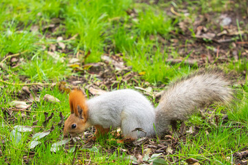 Wild red squirrel in the park