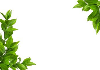 Green twigs of ruscus leaves in corner arrangements isolated on white or transparent background