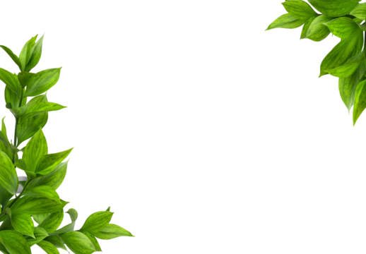 Green twigs of ruscus leaves in corner arrangements isolated on white or transparent background