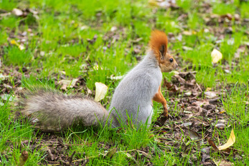 Wild red squirrel in the park