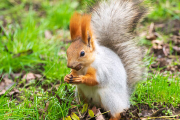 Wild red squirrel in the park