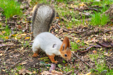Wild red squirrel in the park