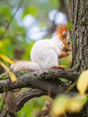 Wild red squirrel in the park