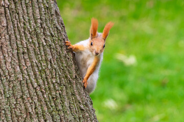 Wild red squirrel in the park