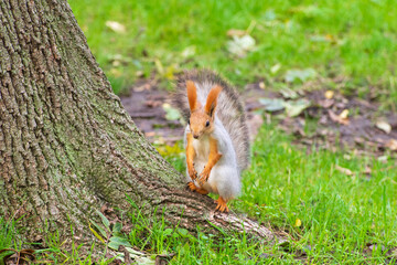 Wild red squirrel in the park